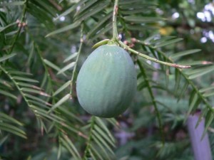 Florida-torreya-with-cone-300x225