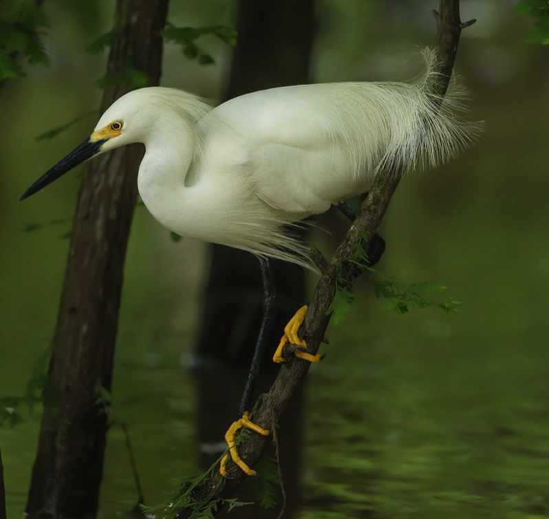 Avery Island’s Bird City in Jungle Gardens – Jungle Gardens